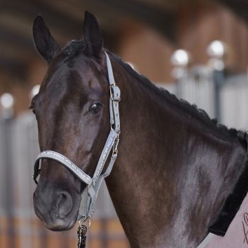 Headcollar HVP-Nena -  Stone