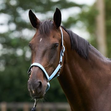 Headcollar HVP-Nena -  Sea