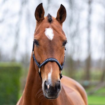 Headcollar HVP-Nena -  Black