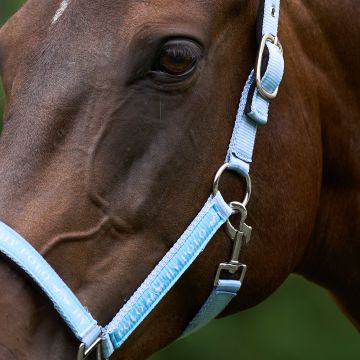 Headcollar HVP-Nena -  Sea