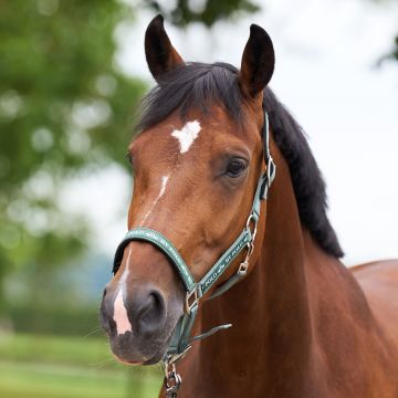 Headcollar HVP-Nena -  Greenery