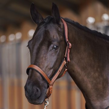 Headcollar HVP-Essential -  Fox