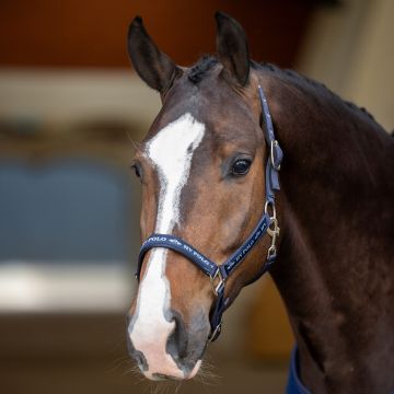 Headcollar HVP-Nena -  Navy
