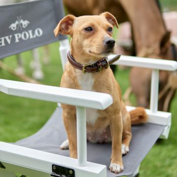 Dog collar HVP-Legacy -  Brown