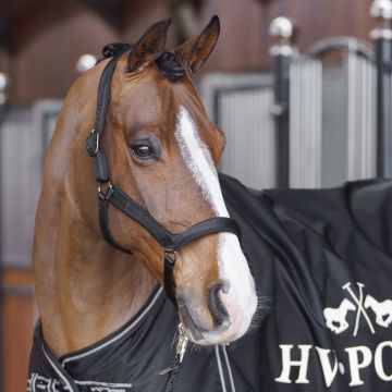 Headcollar HVP-Essential -  Black