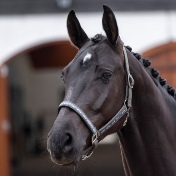 Headcollar HVP-Nena -  Meadow