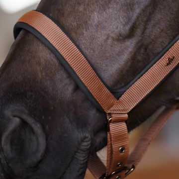 Headcollar HVP-Essential -  Fox
