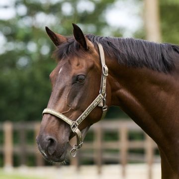 Headcollar HVP-Nena -  Straw